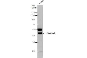 Flotillin 2 antibody  (C-Term)
