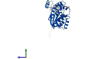 AlphaFold protein structure predicition of Mouse Recombinant Comtd1 Protein, UniprotID Q8BIG7