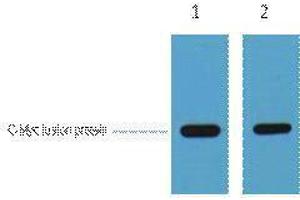 Western Blotting (WB) image for anti-Myc Tag antibody (ABIN3178729) (Myc Tag anticorps)