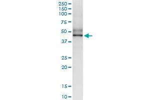Immunoprecipitation of SGK196 transfected lysate using anti-SGK196 MaxPab rabbit polyclonal antibody and Protein A Magnetic Bead , and immunoblotted with SGK196 MaxPab mouse polyclonal antibody (B01) .