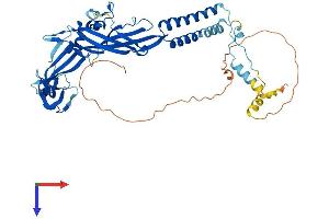 AlphaFold protein structure predicition of Mouse Recombinant P2rx2 Protein, UniprotID Q8K3P1