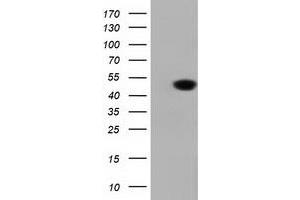 Western Blotting (WB) image for anti-DnaJ (Hsp40) Homolog, Subfamily A, Member 2 (DNAJA2) antibody (ABIN1497863) (DNAJA2 anticorps)