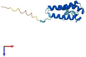 AlphaFold protein structure predicition of Mouse Recombinant Ndufa6 Protein, UniprotID Q9CQZ5