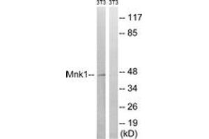 Western blot analysis of extracts from NIH-3T3 cells, treated with PMA 125ng/ml 30', using Mnk1 (Ab-385) Antibody. (MKNK1 anticorps  (AA 351-400))
