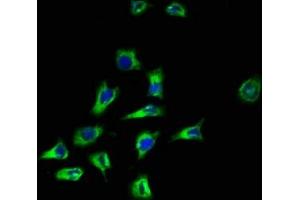 Immunofluorescence staining of A549 cells with ABIN7169583 at 1:100, counter-stained with DAPI.