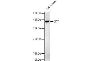 Western blot analysis of extracts of Rat spleen, using CD7 antibody (ABIN6127610, ABIN6138223, ABIN6138224 and ABIN6223568) at 1:1000 dilution. (CD7 anticorps  (AA 26-180))