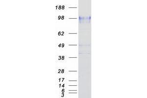 Validation with Western Blot