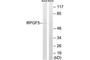 Western Blotting (WB) image for anti-Rap Guanine Nucleotide Exchange Factor (GEF) 5 (RAPGEF5) (AA 431-480) antibody (ABIN2890566) (GFR anticorps  (AA 431-480))