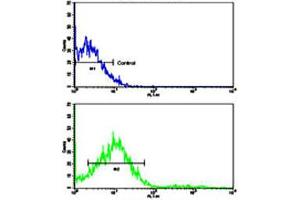Flow cytometric analysis of NCI-H292 cells using ROR2 polyclonal antibody (bottom histogram) compared to a negative control cell (top histogram). (ROR2 anticorps  (N-Term))