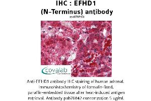 Image no. 1 for anti-EF-Hand Domain Family, Member D1 (EFHD1) (N-Term) antibody (ABIN1733906) (EFHD1 anticorps  (N-Term))