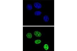 Confocal immunofluorescent analysis of PCNA antibody with HeLa cells followed by Alexa Fluor 488-conjugated goat anti-rabbit lgG (green). (PCNA anticorps  (AA 231-261))