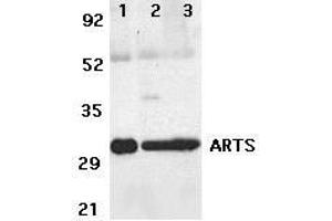 Western blot analysis of ARTS expression in human lung (lane 1),spleen (lane 2), and kidney (lane 3) tissue lysates with ARTS antibody at 2μg /ml. (Septin 4 anticorps  (N-Term))