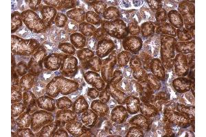 IHC-P Image DAP5 antibody [C2C3], C-term detects DAP5 protein at cytosol on mouse kidney by immunohistochemical analysis.