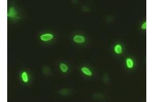 Anti-SOX17 mouse monoclonal antibody (ABIN2452369) immunofluorescent staining of HeLa cells transiently transfected by pCMV6-ENTRY SOX17 (RC220888) (SOX17 anticorps  (AA 177-414))