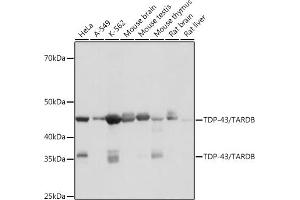 Western blot analysis of extracts of various cell lines, using TDP-43/TARDB antibody (ABIN7270730) at 1:1000 dilution. (TARDBP anticorps)