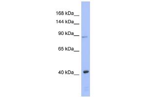 WB Suggested Anti-EIF2C3 Antibody Titration: 0. (EIF2C3 anticorps  (N-Term))