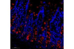 Immunofluorescence of paraffin embedded rat colon using Znt1 (ABIN7075672) at dilution of 1:650 (300x lens)