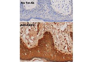 Immunohistochemistry (IHC) image for anti-Caveolin 2 (CAV2) (N-Term) antibody (ABIN6254169)