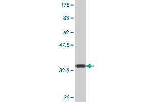 Western Blot detection against Immunogen (37 KDa) .
