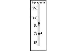 Western blot analysis of Fibulin-1 Antibody (C-term) in human placenta tissue lysates (35ug/lane).