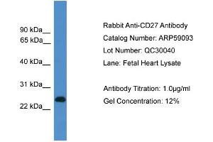 WB Suggested Anti-CD27  Antibody Titration: 0. (CD27 anticorps  (C-Term))