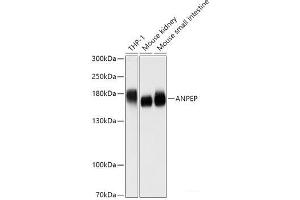 Western blot analysis of extracts of various cell lines using ANPEP Polyclonal Antibody at dilution of 1:1000. (CD13 anticorps)