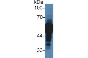 Western Blot; Sample: Human Lung lysate; Primary Ab: 2µg/ml Rabbit Anti-Human aHSG Antibody Second Ab: 0.