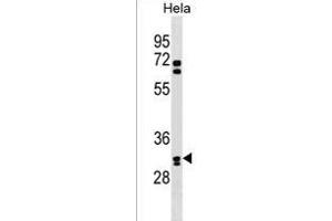 OR6B2 Antibody (C-term) (ABIN1537012 and ABIN2838299) western blot analysis in Hela cell line lysates (35 μg/lane). (OR6B2 anticorps  (C-Term))