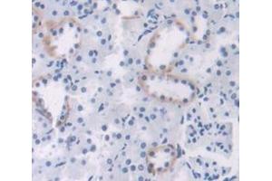 IHC-P analysis of Rat Tissue, with DAB staining. (MGEA5 anticorps  (AA 19-222))