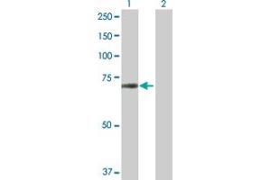 Western Blot analysis of ZNF280A expression in transfected 293T cell line by ZNF280A MaxPab polyclonal antibody. (ZNF280A anticorps  (AA 1-542))