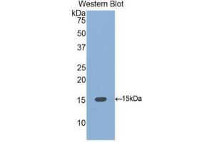 Western Blotting (WB) image for anti-Bone Morphogenetic Protein 4 (BMP4) (AA 293-408) antibody (ABIN1077865) (BMP4 anticorps  (AA 293-408))