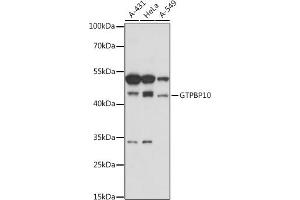Western blot analysis of extracts of various cell lines, using GTPBP10 antibody (ABIN7267526) at 1:1000 dilution.