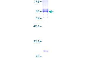 SDS-PAGE (SDS) image for Paired Box 8 (PAX8) (AA 1-450) protein (GST tag) (ABIN1314083)