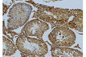 ABIN6275523 at 1/100 staining Mouse testis tissue by IHC-P. (Septin 6 anticorps  (Internal Region))