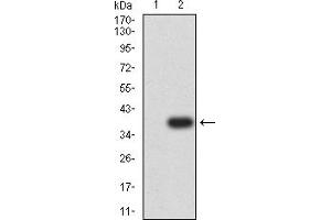 Western blot analysis using Neurod mAb against HEK293 (1) and Neurod (AA: 26-91)-hIgGFc transfected HEK293 (2) cell lysate.