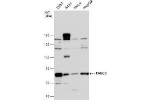 WB Image FANCC antibody detects FANCC protein by western blot analysis. (FANCC anticorps  (Center))