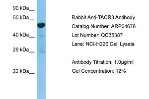 Western Blotting (WB) image for anti-Tachykinin Receptor 3 (TACR3) (C-Term) antibody (ABIN2789921) (TACR3 anticorps  (C-Term))