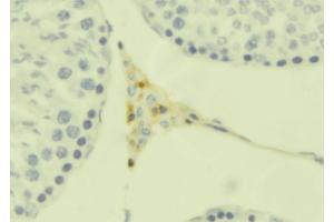 ABIN6273666 at 1/100 staining Mouse testis tissue by IHC-P. (INSL6 anticorps  (Internal Region))