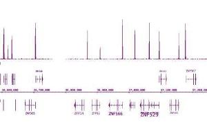 Histone H3 trimethyl Lys4 antibody tested by ChIP-Seq. (Histone 3 anticorps  (H3K4me3))