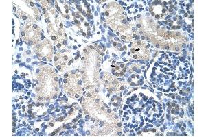 Loricrin antibody was used for immunohistochemistry at a concentration of 4-8 ug/ml to stain Epithelial cells of renal tubule (arrows) in Human Kidney. (LOR anticorps  (N-Term))