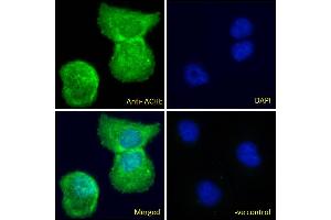 ABIN185357 Immunofluorescence analysis of paraformaldehyde fixed U2OS cells, permeabilized with 0.