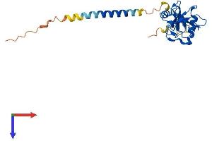 AlphaFold protein structure predicition of Human Recombinant CLEC4E Protein, UniprotID Q9ULY5
