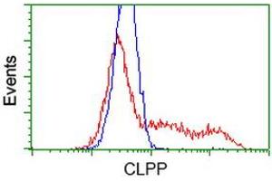 Image no. 4 for anti-ClpP Caseinolytic Peptidase, ATP-Dependent, Proteolytic Subunit Homolog (E. Coli) (CLPP) antibody (ABIN1497535)