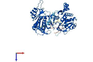 AlphaFold protein structure predicition of Mouse Recombinant Ctps1 Protein, UniprotID P70698