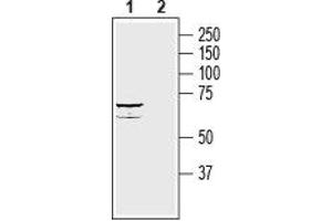 Western blot analysis of rat brain lysate: - 1.