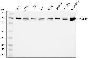 Western blot analysis of ORP150/HYOU1 using anti-ORP150/HYOU1 antibody (ABIN7601807).