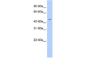 WB Suggested Anti-Elf3 Antibody Titration:  0. (ELF3 anticorps  (N-Term))