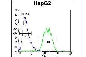 BUD13 Antibody (C-term) (ABIN654718 and ABIN2844407) flow cytometric analysis of HepG2 cells (right histogram) compared to a negative control cell (left histogram). (BUD13 anticorps  (C-Term))