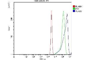 anti-Aminolevulinate, delta-, Synthase 2 (ALAS2) (AA 1-190) antibody