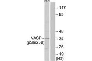 Western blot analysis of extracts from RAW264. (VASP anticorps  (pSer239))
